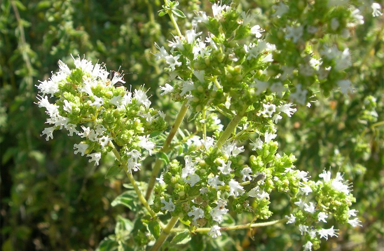 Cretan Oregano