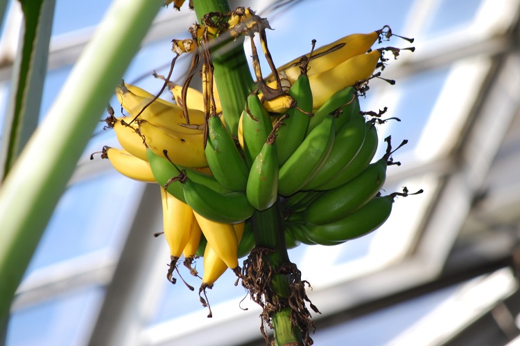 When Should You Cut Banana Flowers From The Tree?