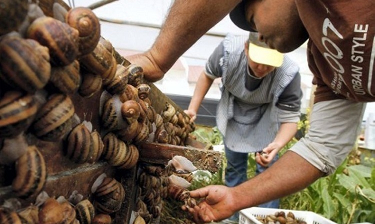 Harvest And Prepare Snails For Cooking