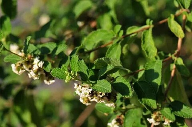 Mexican Oregano