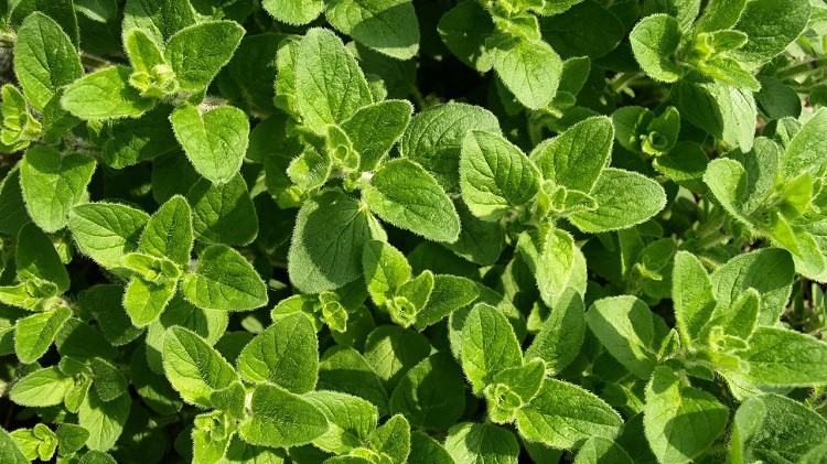 What, Exactly, Is Oregano? 