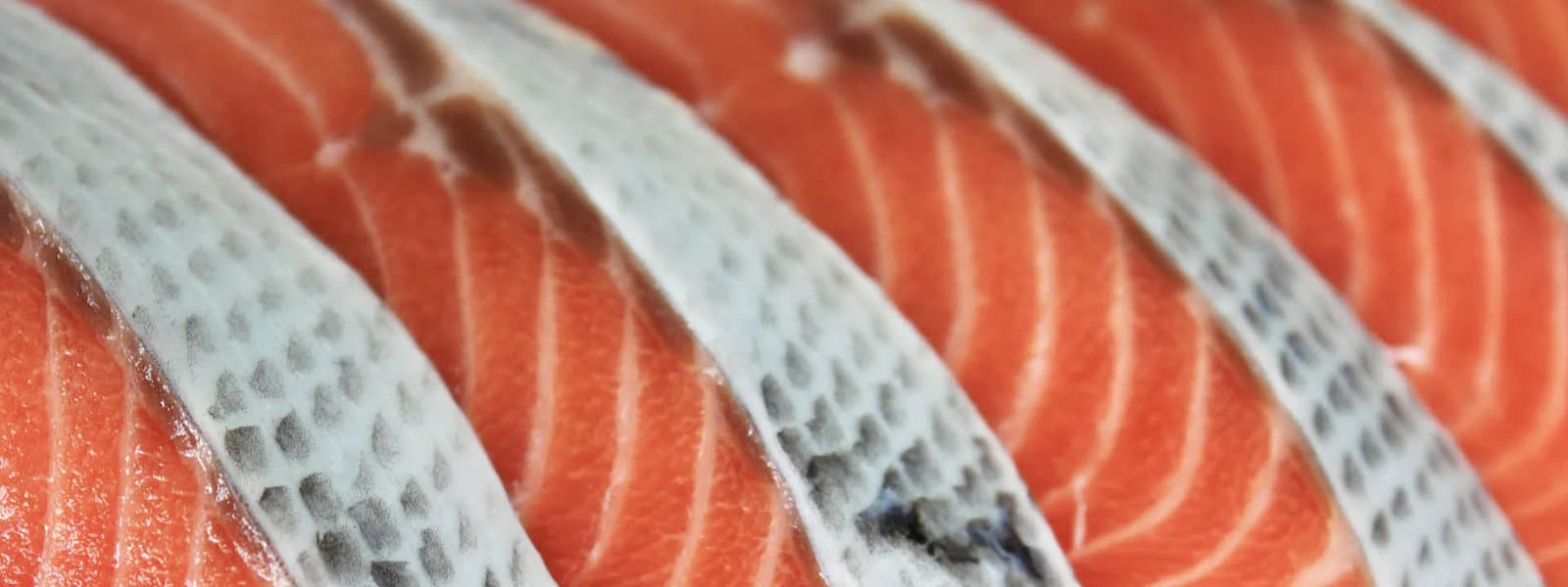 Best Fillet Knifes