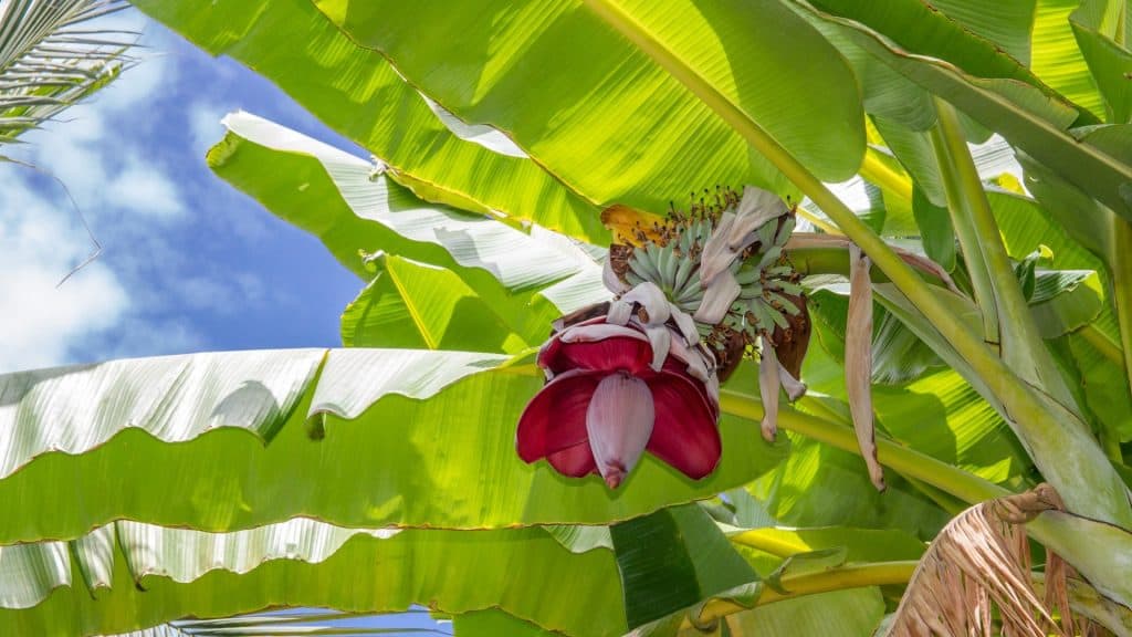 Banana Flower - Gem Of Asian Cuisine