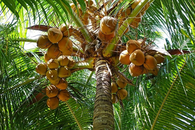 What Is Tuba Coconut Wine?